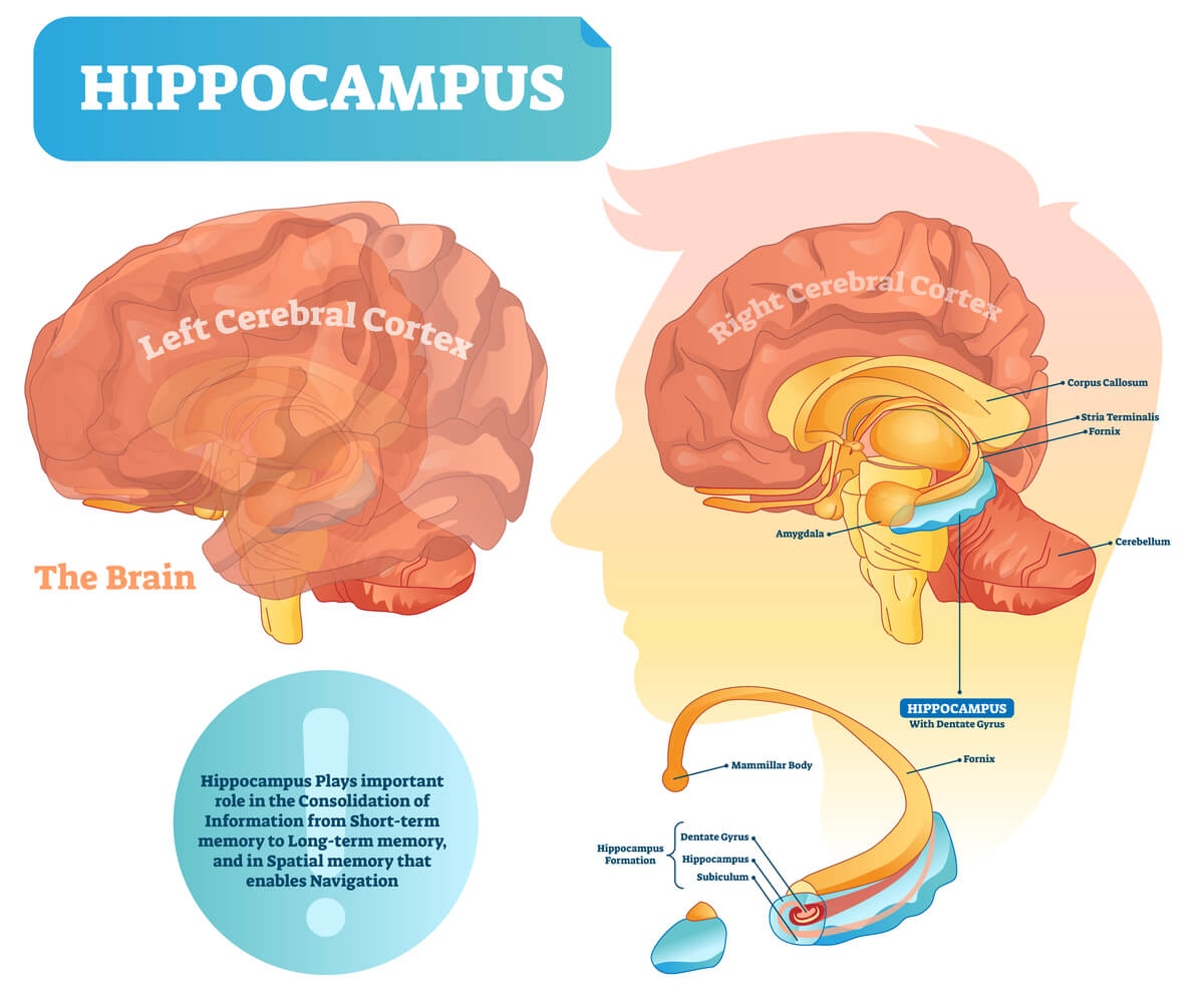 Brain Limbic System Diagram