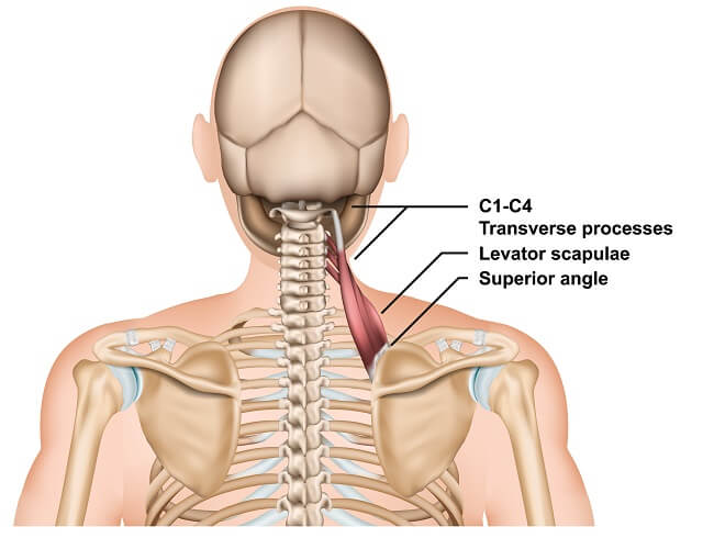 levator scapulae exercises