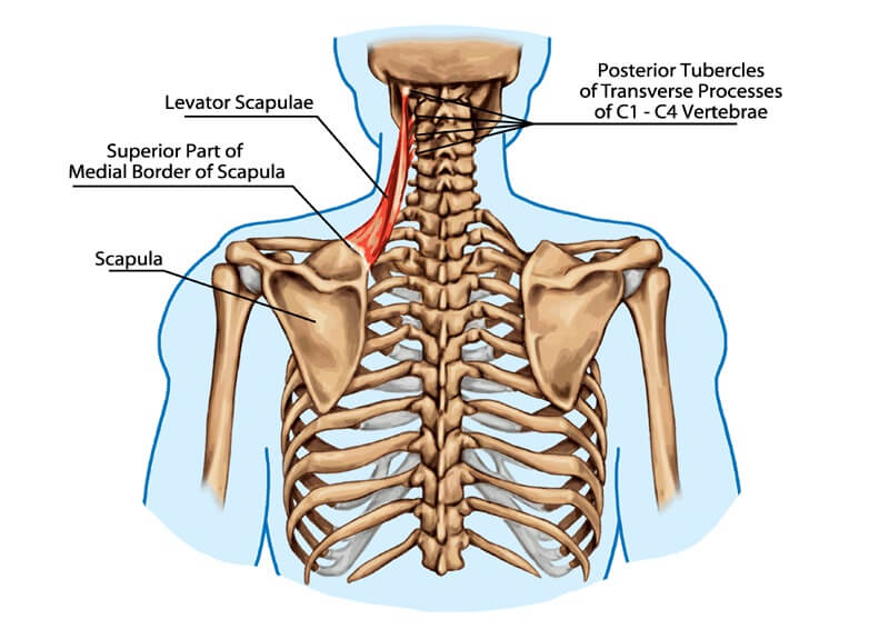 levator scapulae muscle