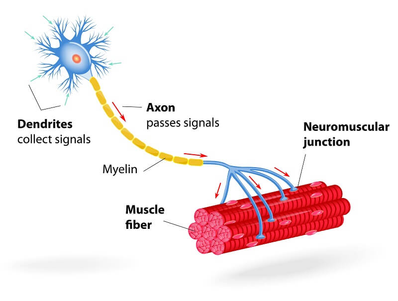 Where Is The Cell Body Of Motor Neurons Located