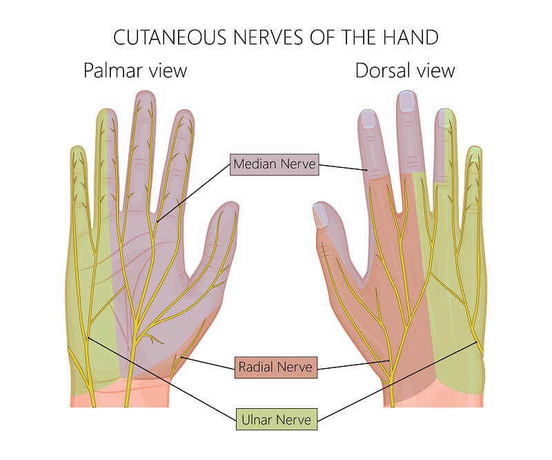 Ulnar Nerve Distribution