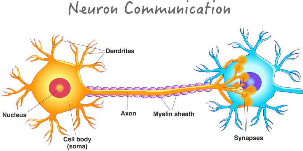 motor neuron axon terminal