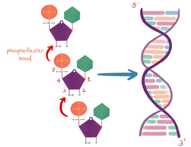 Three single nucleotides with arrows indicating where the phosphodiester bond will occur