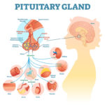 Limbic System - The Definitive Guide | Biology Dictionary