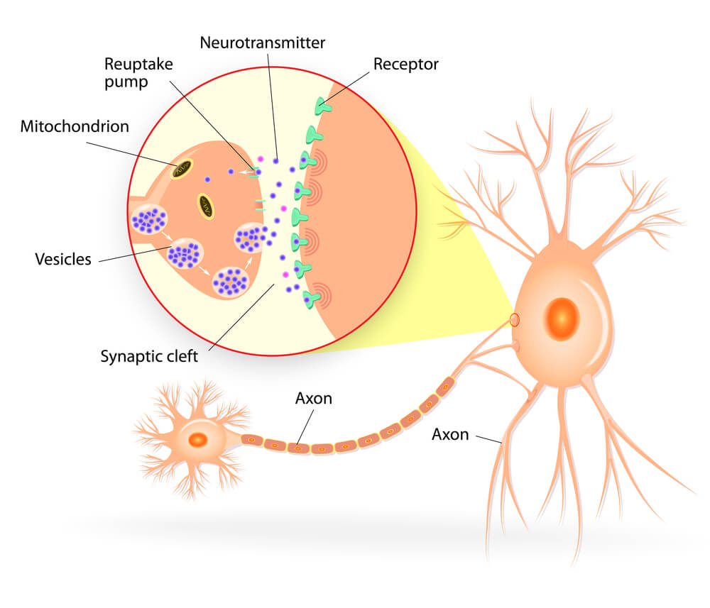 synaptic cleft diagram