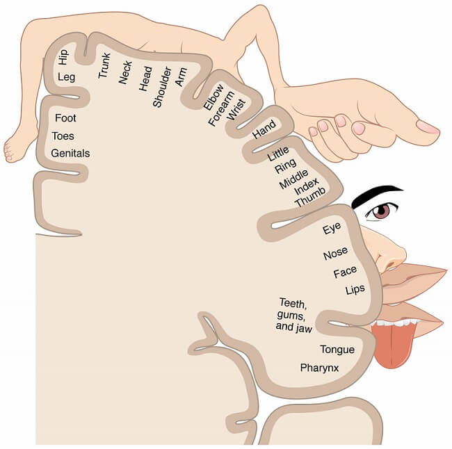 Parietal Lobe: What It Is, Function, Location & Damage