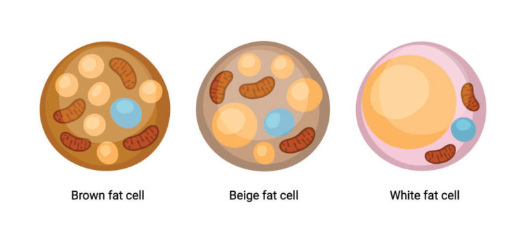 Adipose Tissue - The Definitive Guide| Biology Dictionary