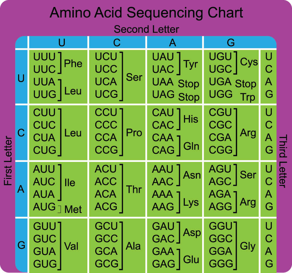 Codon Chart Explained at Heather Dailey blog