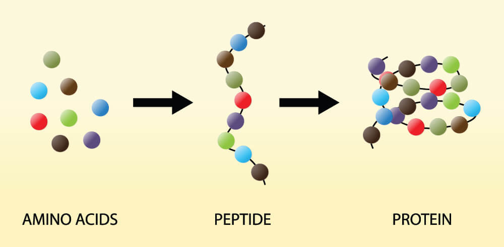 stop-codon-the-definitive-guide-biology-dictionary