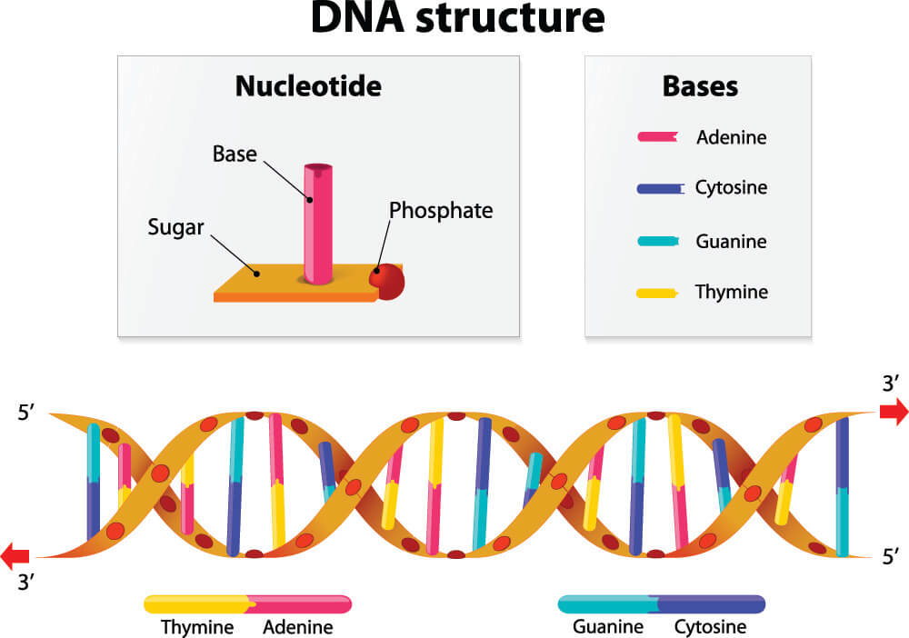 Where Are Codons Found