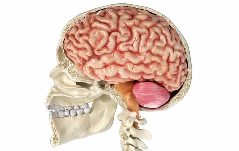 brain diagram reticular formation