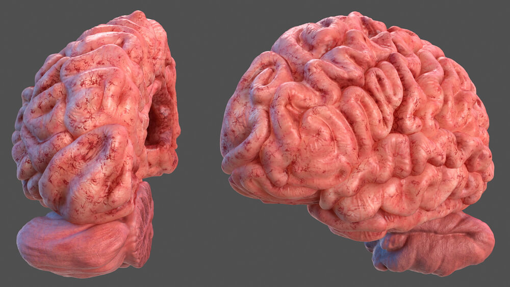 parietal lobe and its body parts