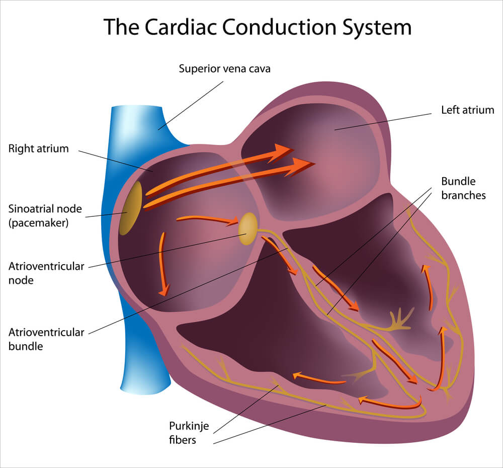 Junctional Rhythm The Definitive Guide Biology Dictionary