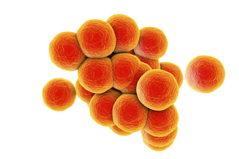 Gram Positive Cocci In Clusters Staph Aureus