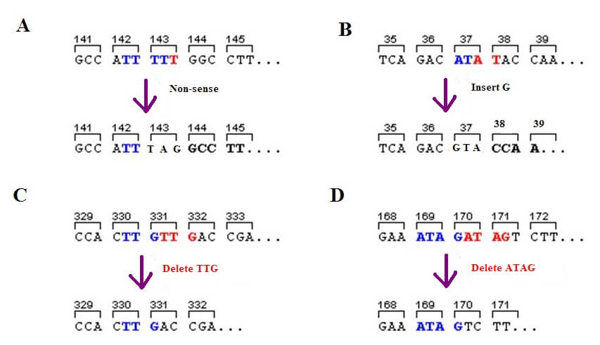 Stop Codon - The Definitive Guide | Biology Dictionary