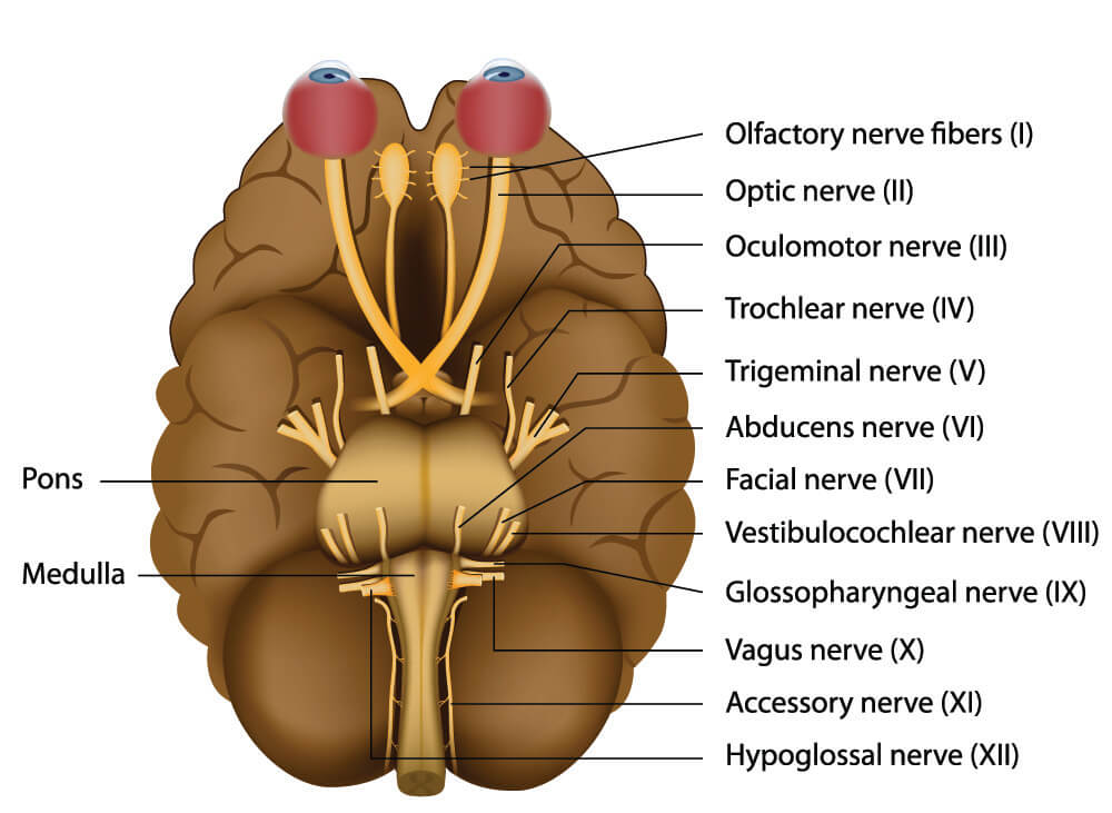 vestibular nerve brain