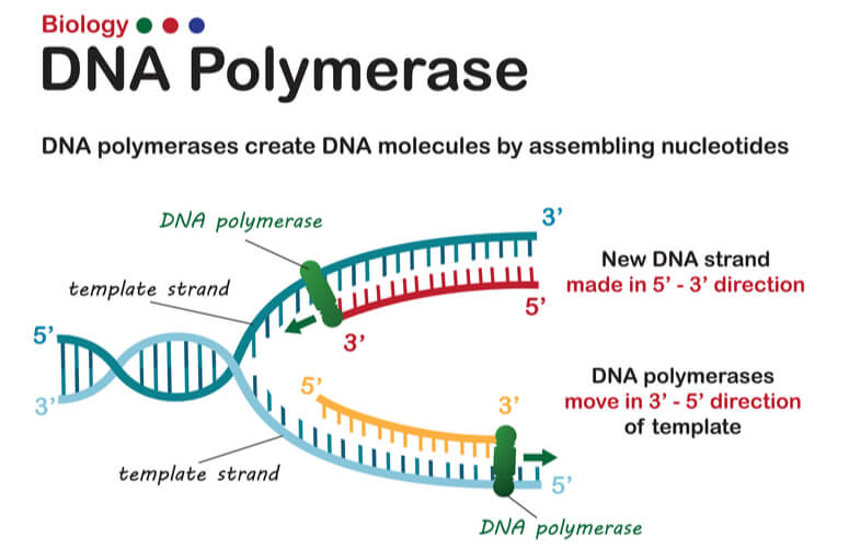 DNA polymerase continuously on leading strand