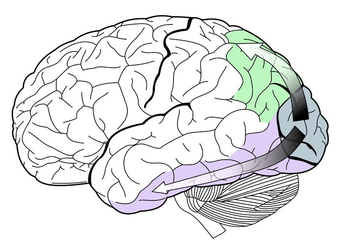 Occipital Lobe The Definitive Guide Biology Dictionary 0002