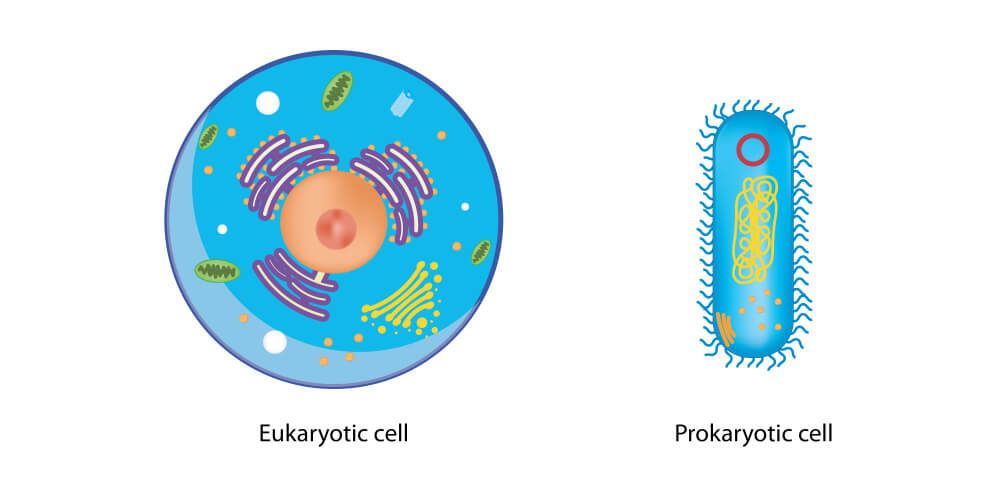 Eukaryote Cells Labeled