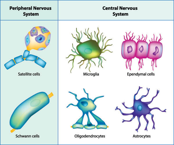 satellite cells and schwann cells