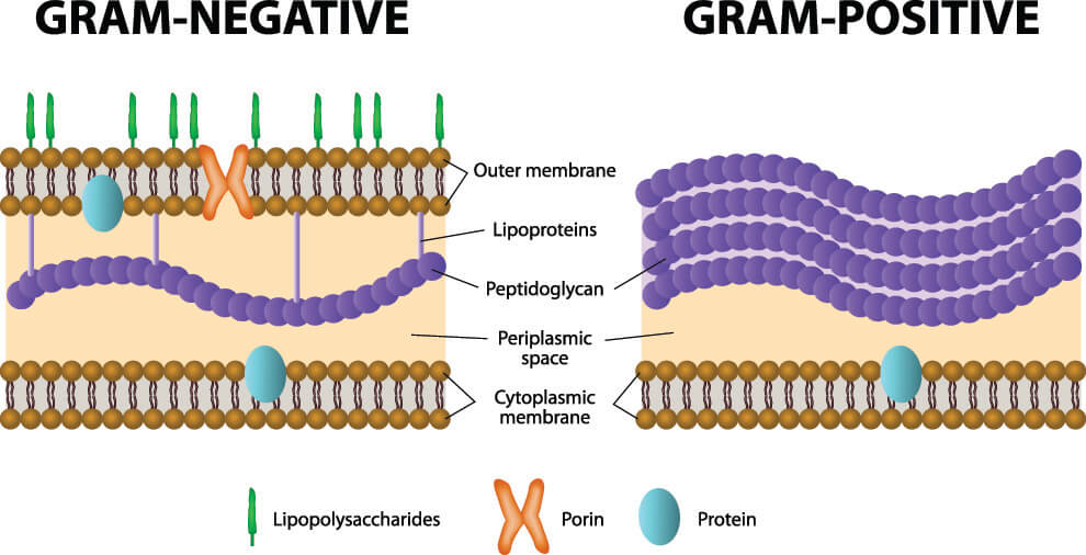 Staphylococcus aureus — GRAM Project