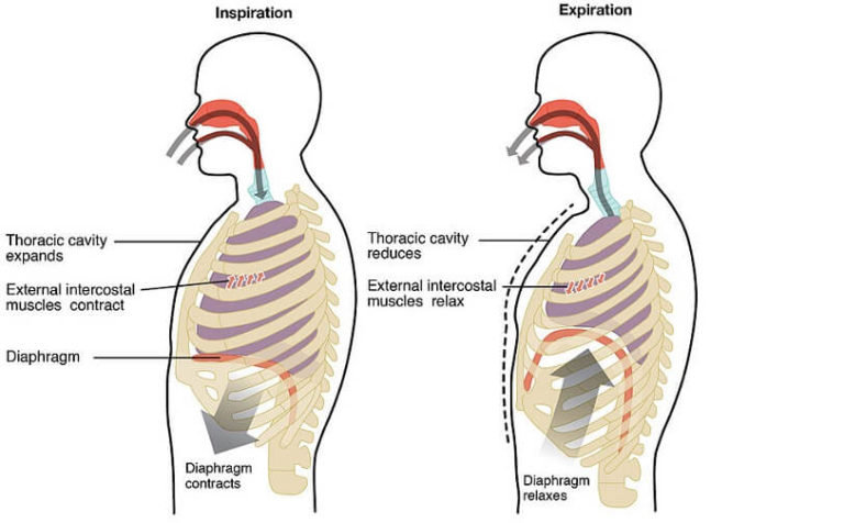 Medulla Oblongata - The Definitive Guide | Biology Dictionary