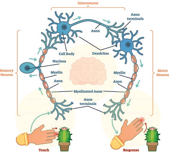 reticular formation