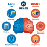 Temporal Lobe - The Definitive Guide | Biology Dictionary