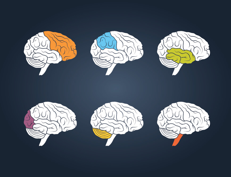 More brains. Мозг человека вектор. Мозг, окрашенный в разные цвета. 2 Полусферы мозга. Мозг болеет нейрорисунки для обложки ВК.