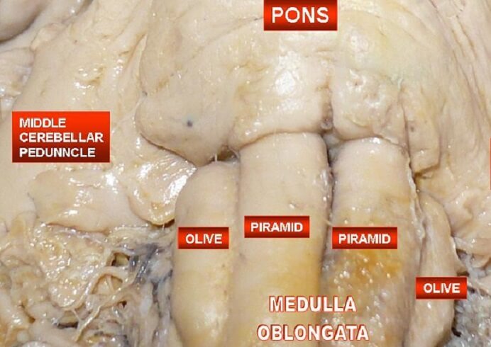 Medulla Oblongata - The Definitive Guide | Biology Dictionary