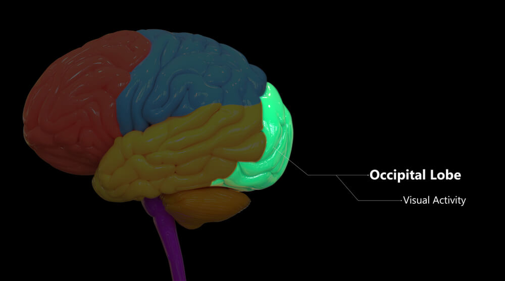 case study of occipital lobe