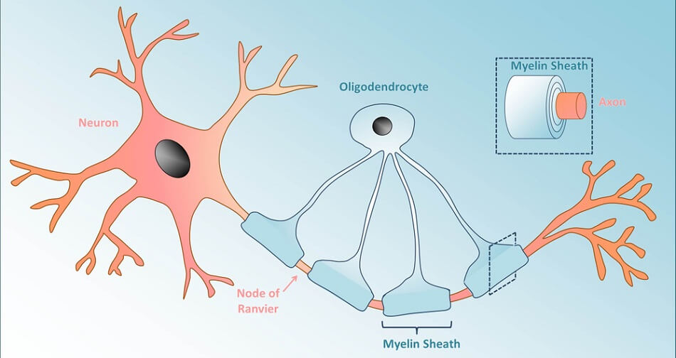 types of neuroglial cells