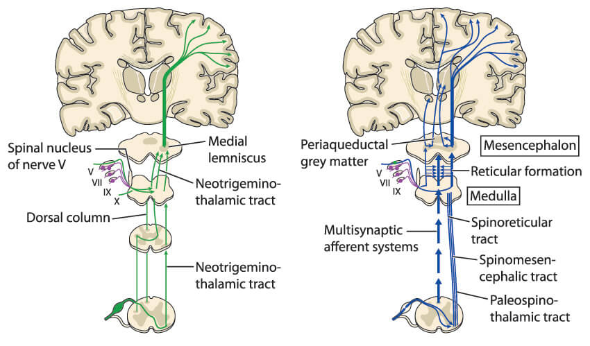 medial lemniscus medulla