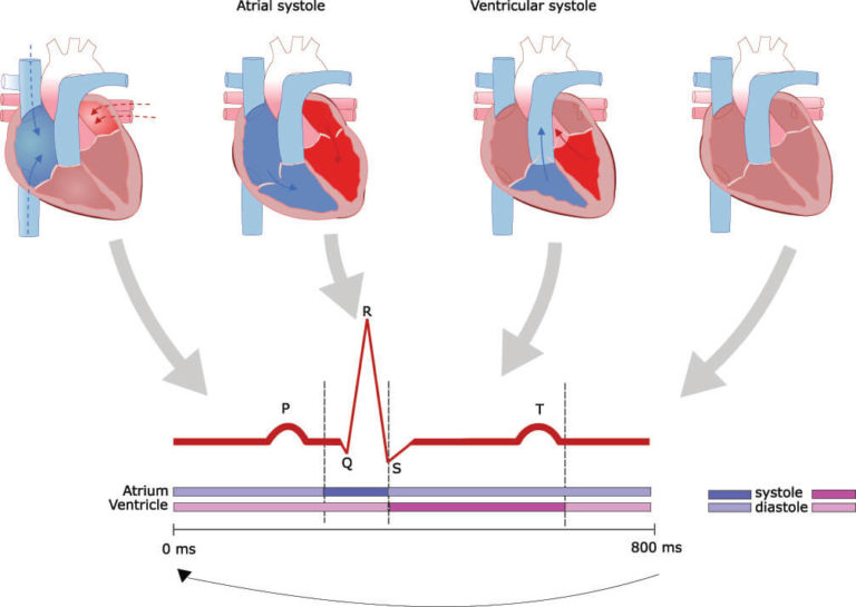 Junctional Rhythm - The Definitive Guide | Biology Dictionary