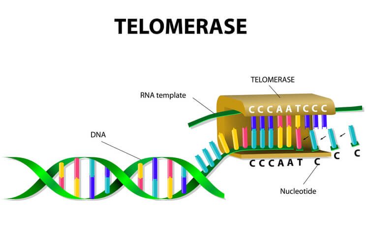 Telomerase adding the RNA template at the end of the DNA