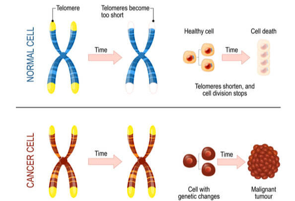 Graphic of chromosomes in normal cells with limited cellular division vs cancer cells and uncontrollable division