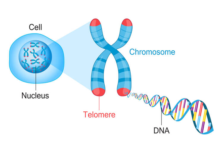 Chromosome with highlighted red tips to indicate telomeres with closeup of DNA double helix