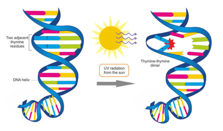 DNA Replication - The Definitive Guide | Biology Dictionary