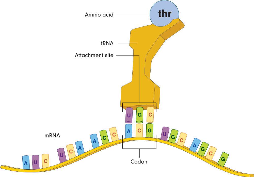 What is a codon deals in biology