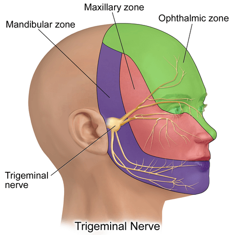 trigeminal nerve pathway