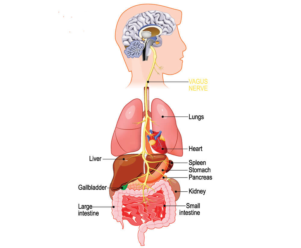 Vagus Nerve Diagram Vagus Nerve LLLYFS