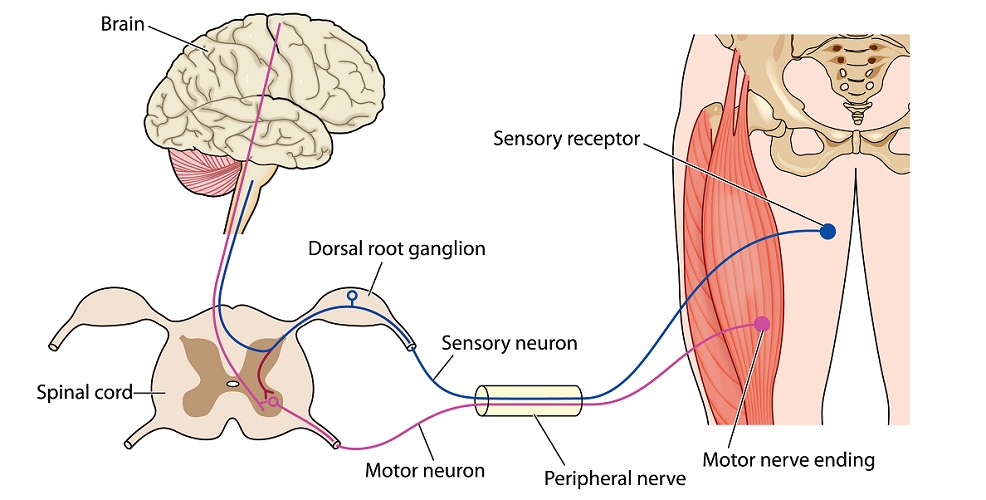 central peripheral nervous system networks motor sensory neuron