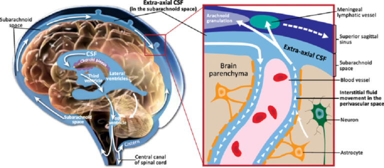 Choroid Plexus - The Definitive Guide