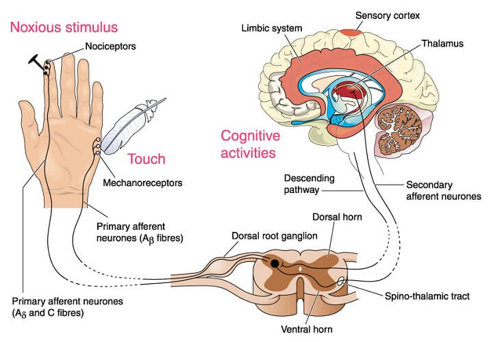 sensory-neuron-the-definitive-guide-biology-dictionary