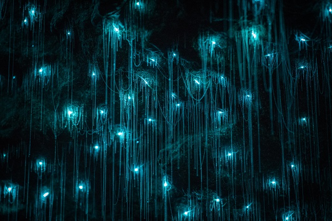 glowworm-facts-and-beyond-biology-dictionary