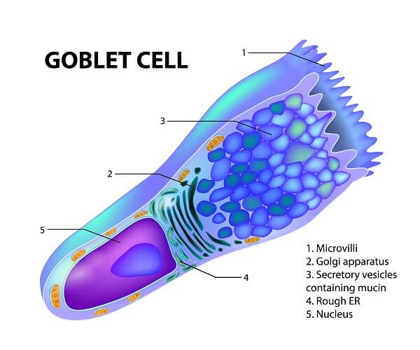trachea histology goblet cells