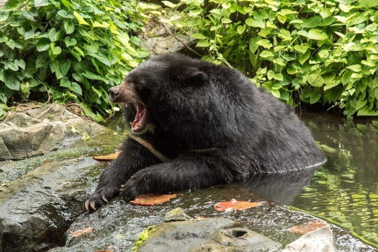 Moon Bear - Facts and Beyond | Biology Dictionary