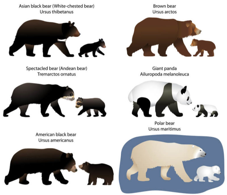 Moon Bear - Facts and Beyond | Biology Dictionary