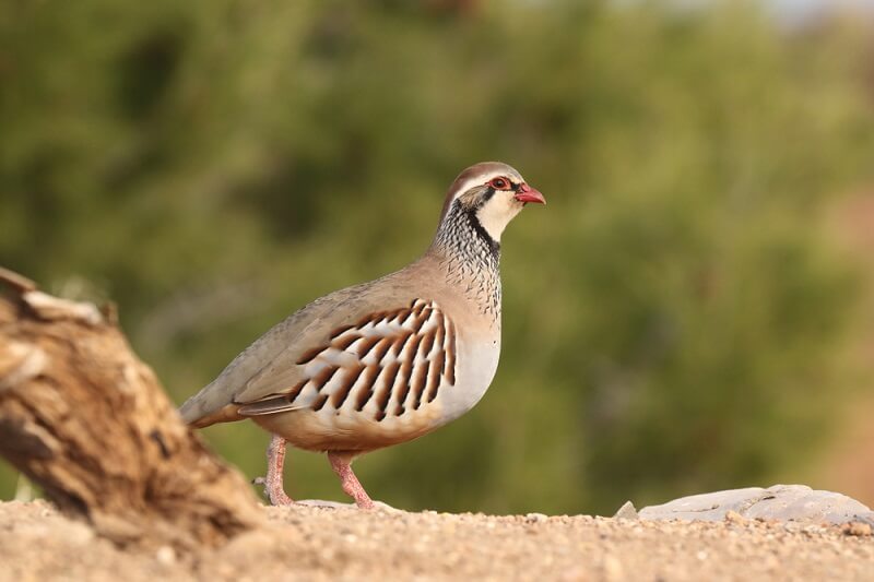 Partridge Bird