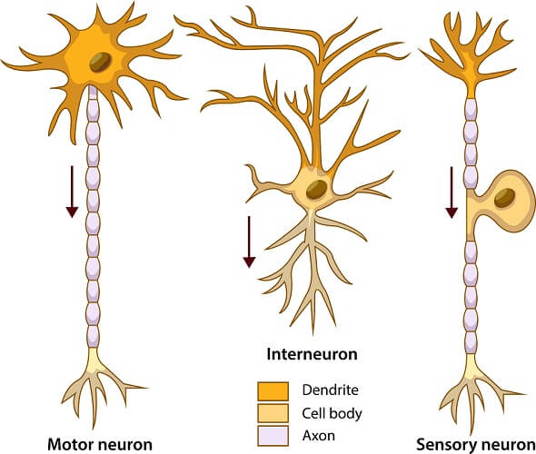 Sensory Neuron Diagram Labeled